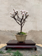 Cargar imagen en el visor de la galería, Prunus tormentosa