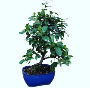 Pyracantha bonsai fruto naranja