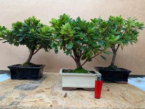 Rhododendron Indicum  (Azalea 🌺)