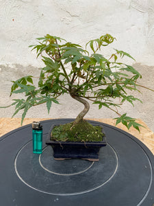 Acer palmatum yamamoji