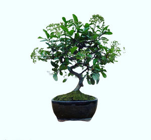 Pyracantha bonsai fruto naranja