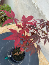 Cargar imagen en el visor de la galería, Acer palmatum atropurpureum