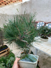 Cargar imagen en el visor de la galería, Pinus thumbergii (pino negro japones)