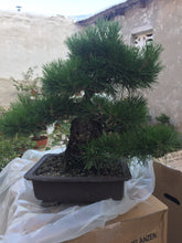 Cargar imagen en el visor de la galería, Pinus thumbergii