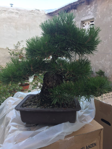 Pinus thumbergii