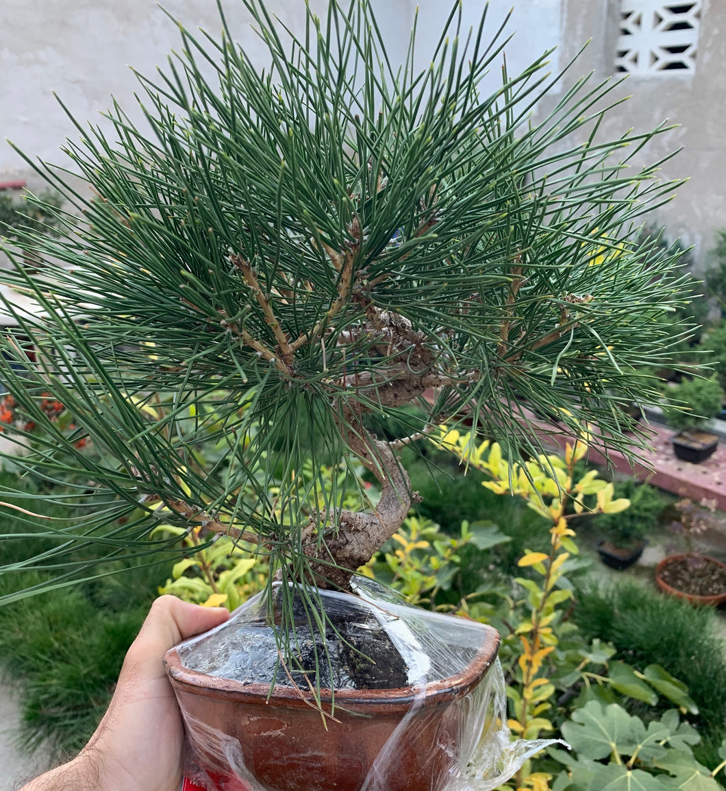 Pinus thumbergii (pino negro japones)