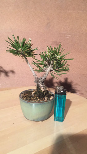 Pinus corticosa
