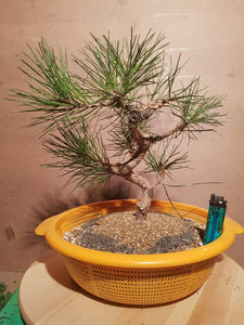 Pinus thumbergii