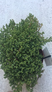 Juniperus chinensis procumbens nana