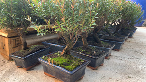 Bonsai Syzigium buxifolium