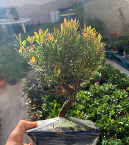 Bonsai Syzigium buxifolium