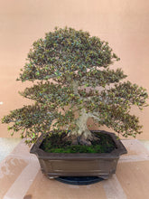 Cargar imagen en el visor de la galería, Rhododendron Indicum