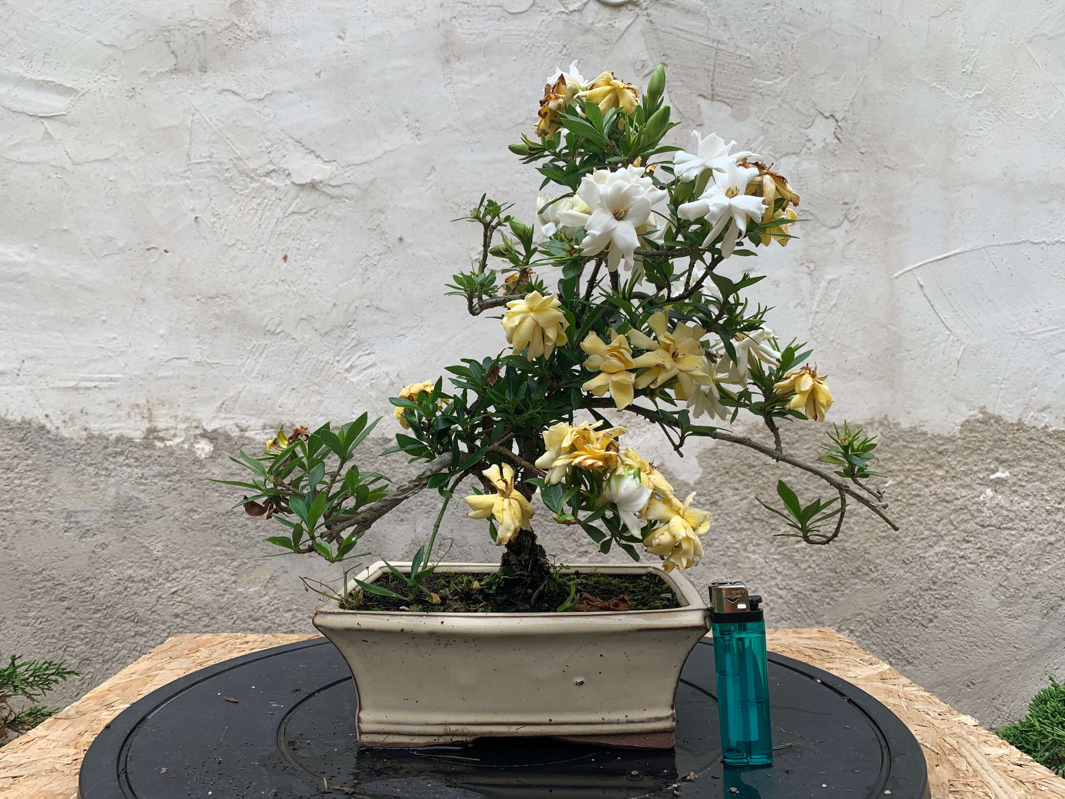 Gardenia Jasminoides – El eden del bonsai