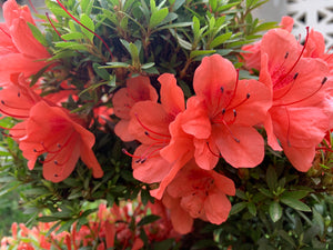 Azalea