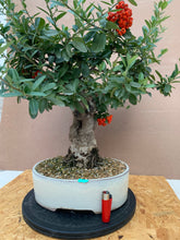 Cargar imagen en el visor de la galería, Pyracantha bonsai fruto naranja