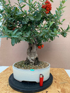 Pyracantha bonsai fruto naranja