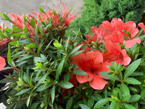 Azalea