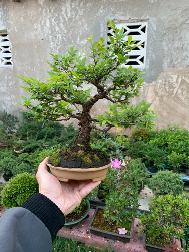 Zelkova nirekeyaki