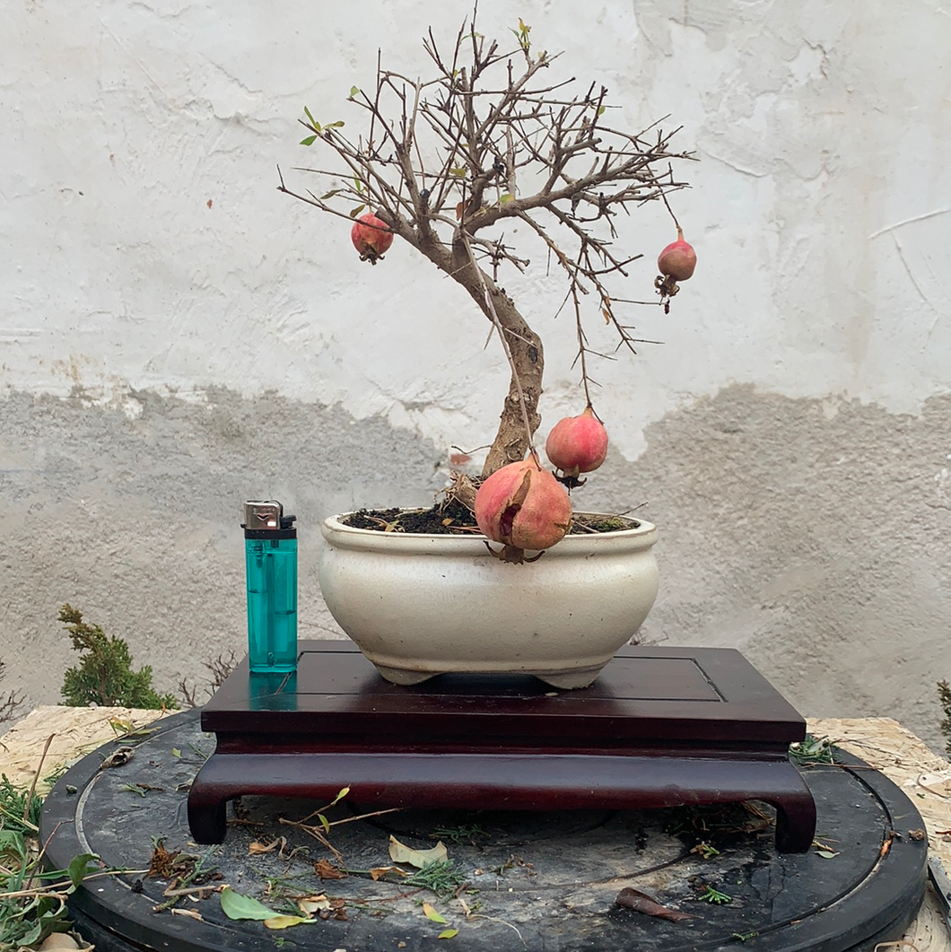 bonsai granada tienda online Granado – El eden del bonsai