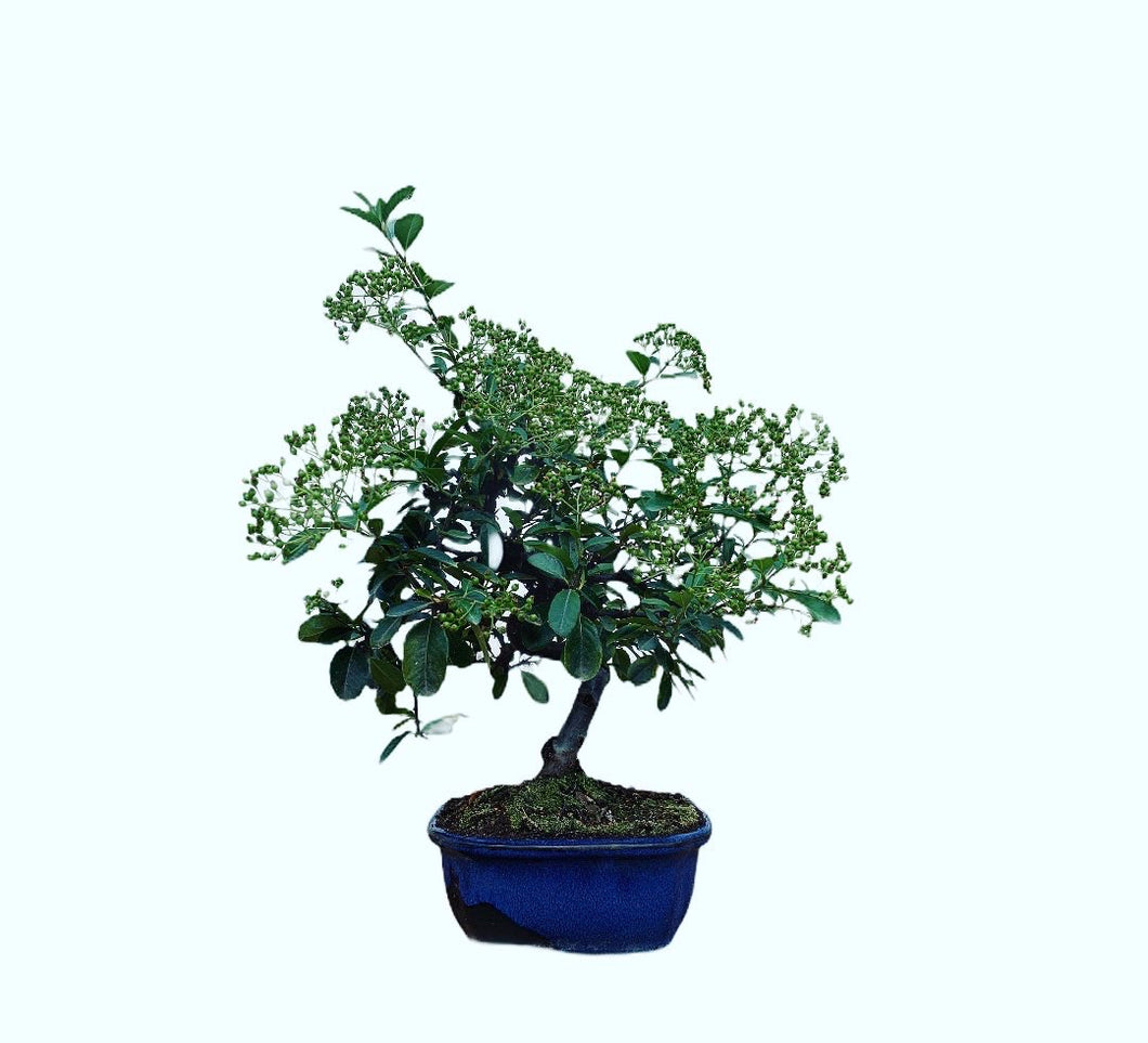 Pyracantha bonsai fruto naranja