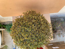 Cargar imagen en el visor de la galería, Rhododendron Indicum