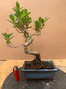 Ficus