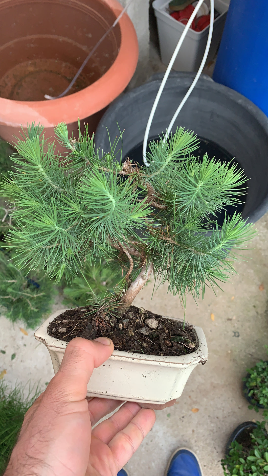 Pinus halepensis