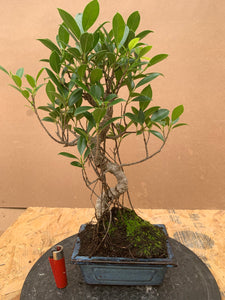 Ficus