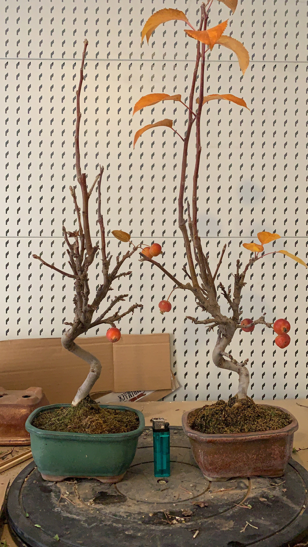 Malus sp. Bonsai Manzano