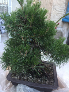 Pinus thumbergii