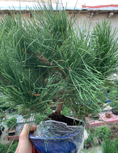 Cargar imagen en el visor de la galería, Pinus thumbergii (pino negro japones)