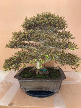 Cargar imagen en el visor de la galería, Rhododendron Indicum