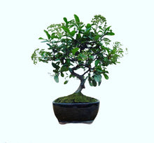 Cargar imagen en el visor de la galería, Pyracantha bonsai fruto naranja