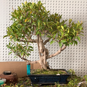 Ficus