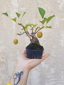 Bonsai malus (mame - Manzano) reservado