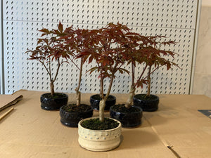 Acer palmatum atropurpureum