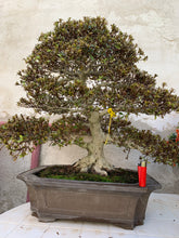 Cargar imagen en el visor de la galería, Rhododendron Indicum