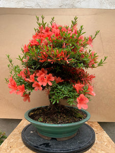 Azalea