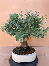 Cargar imagen en el visor de la galería, Pyracantha bonsai fruto naranja