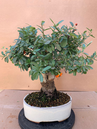 Pyracantha bonsai fruto naranja