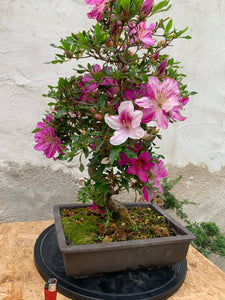 Azalea