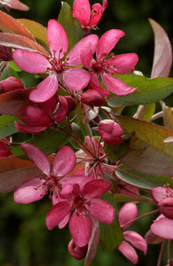 Malus (manzano)