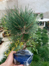 Cargar imagen en el visor de la galería, Pinus thumbergii (pino negro japones)