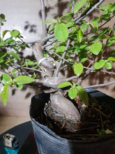 Cargar imagen en el visor de la galería, Pseudocydonia sinensis