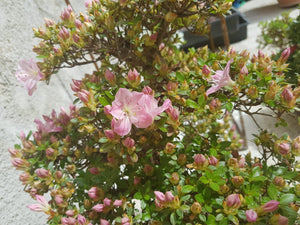 Azalea