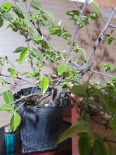 Cargar imagen en el visor de la galería, Pseudocydonia sinensis