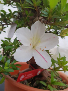 Azalea