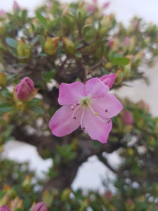 Azalea